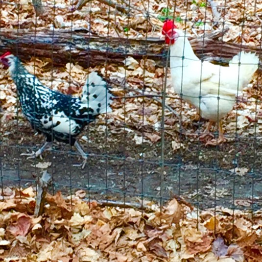 HensFlashing on bike path