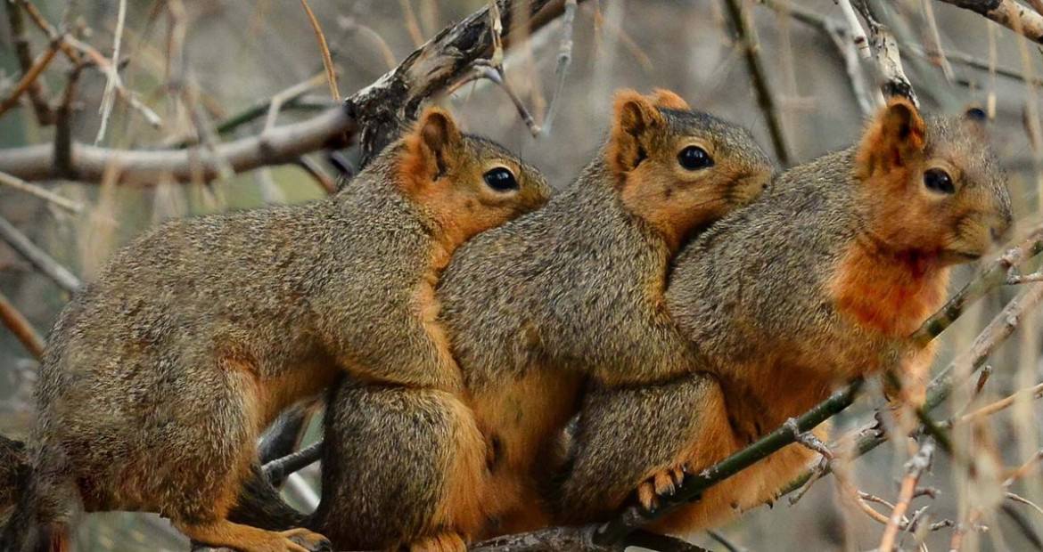PAY-Three-cute-squirrels-CUDDLING-1170x620
