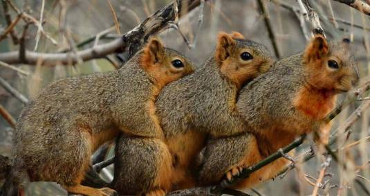 PAY-Three-cute-squirrels-CUDDLING-1170x620