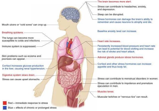 BodyReactions to Stress