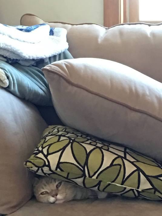 CatsAreWeirdHeidiStemple