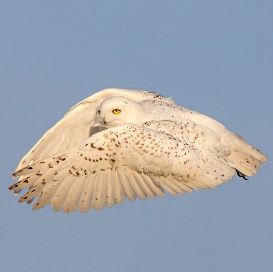 Snowy Owl Lift-off