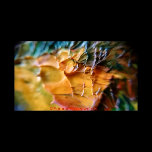 the-happy-tree-summergreenwoodsoct-2016-3-1