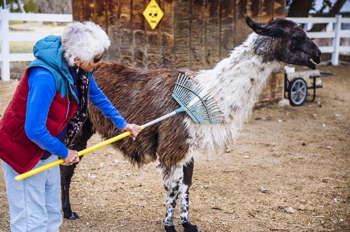 llamagrooming