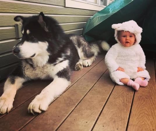 wolfinsheepsclothing