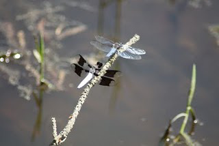 dragonflies