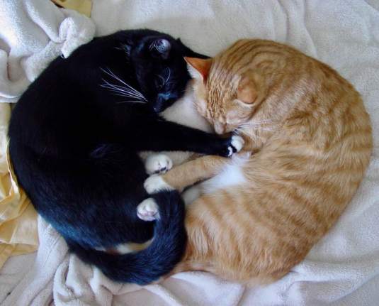 catvalentine-from-laurent-lin