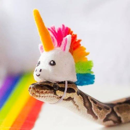 meredithsprofile2-2017