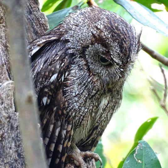 EasternScreechOwlNaplesFlorida