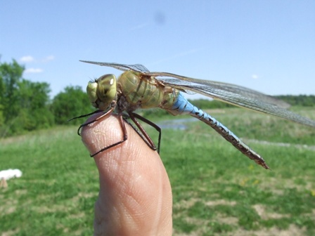 dragonfly and damselflies @ Audubon Society , Austerlitz, NY May 19, 2014