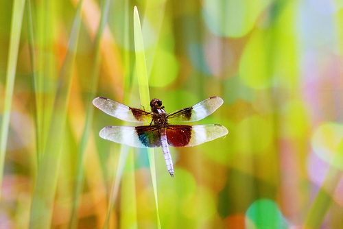 Dragonfly Wings by Seth Snap