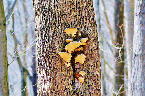 fungus-on-a-tree
