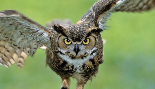 owl_horned