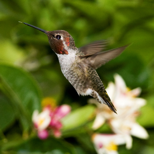 hummingbird
