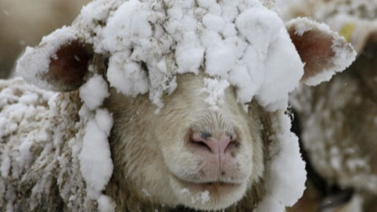 sheep in snow