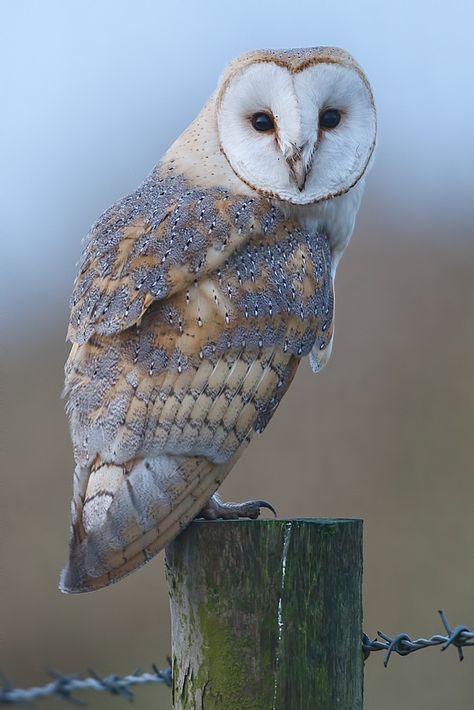 c1058ee63bdb4c33efd7cf595aa78642