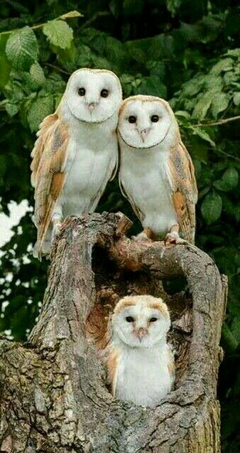 ea442179b415f8b97a78c36f5d28cc42