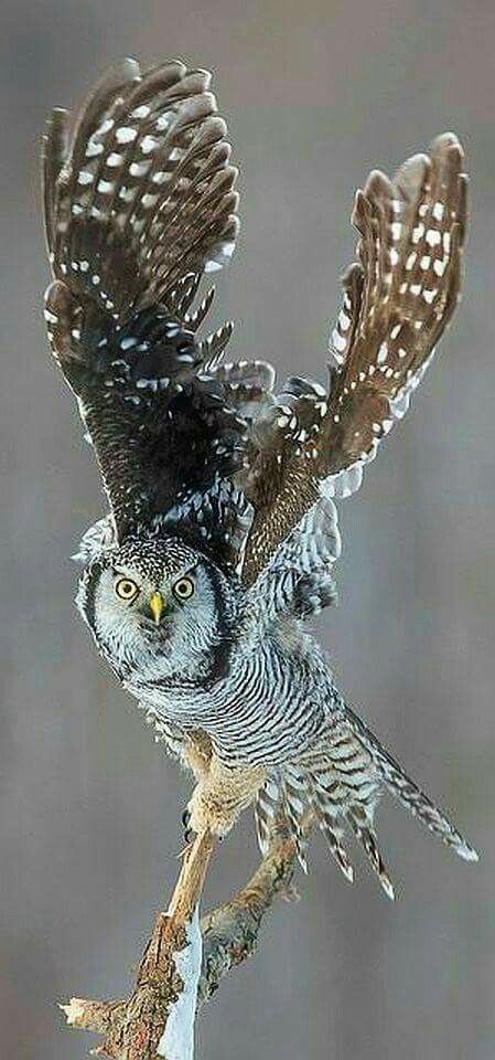 8b9bb6932fbc6da802146275eb414dad