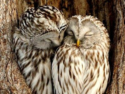 owl 41