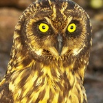 owl 50