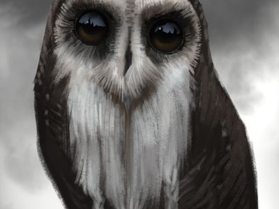 owl 55