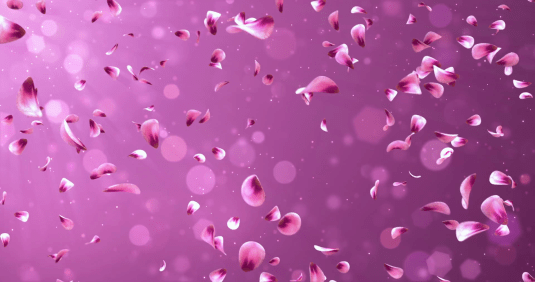 flying-romantic-red-pink-rose-sakura-flower-petals-falling-background-loop-4k_sllvb1_ix_thumbnail-full01