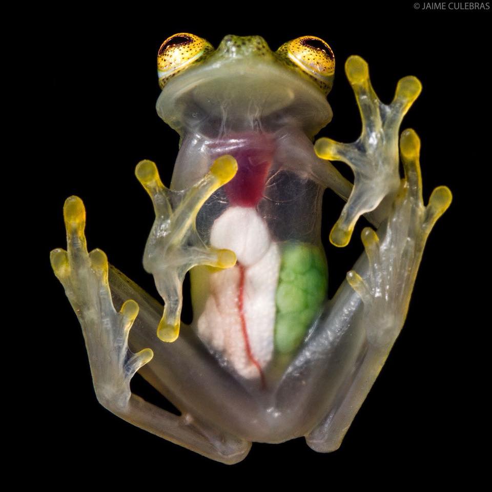 see through frog.jpg