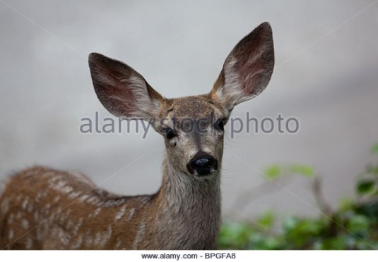 closeup-of-baby-deer-with-big-ears-bpgfa8