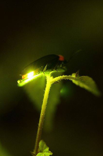 firefly
