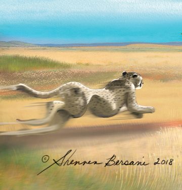 ShennenBersaniCheetah