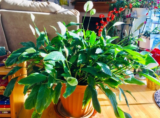 calaLiliesinHudson2019