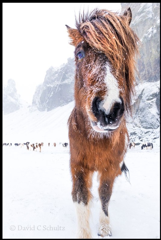 recentlyReleasedbyDavidSchultz