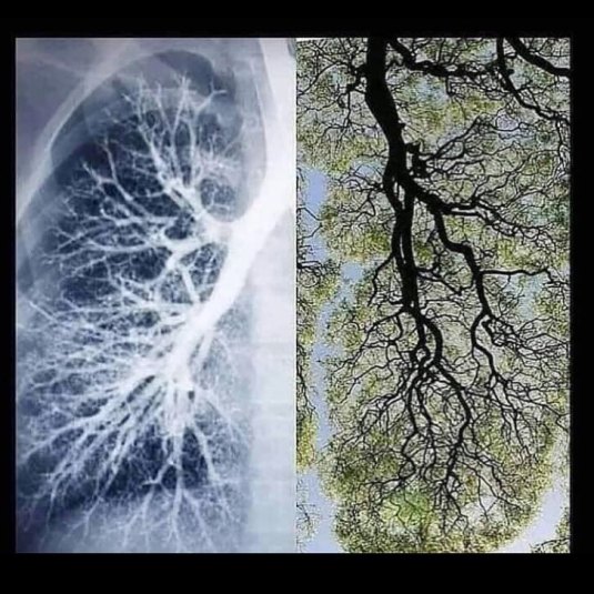 We breathe in what the trees breathe out, and they breathe in what we breathe out. Forever overwhelmed by the beauty of God’s design...