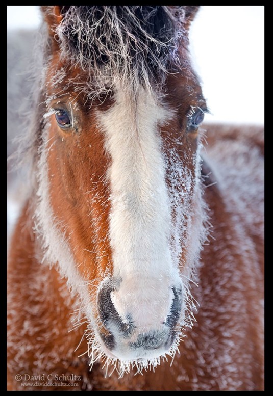 WyomingHorsebyDavidSchultz