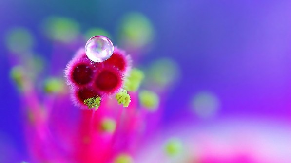 dew drops  from toe prints