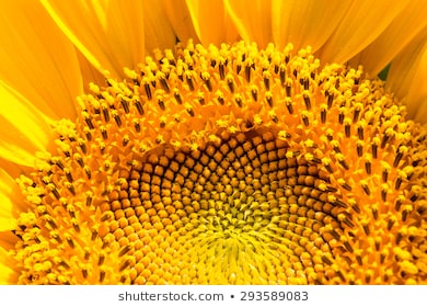 sunflower-closeup-copy-space-260nw-293589083