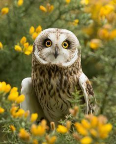 shortEaredOwlAsioFlammeus