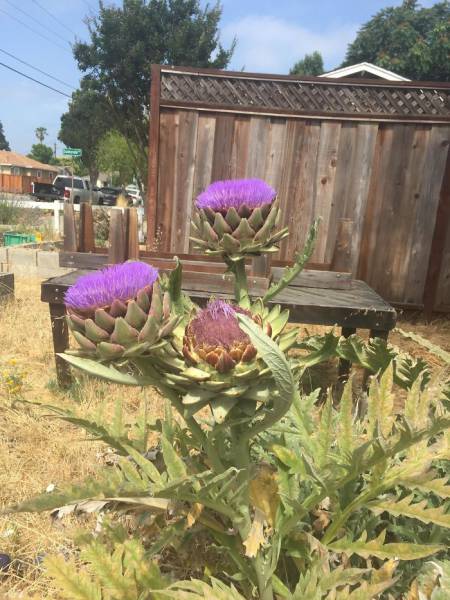 artichokeFlowers