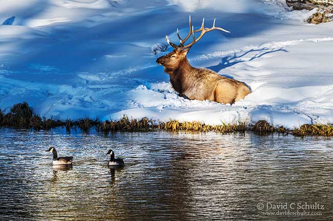bull-elk-yellowstone-161-6640