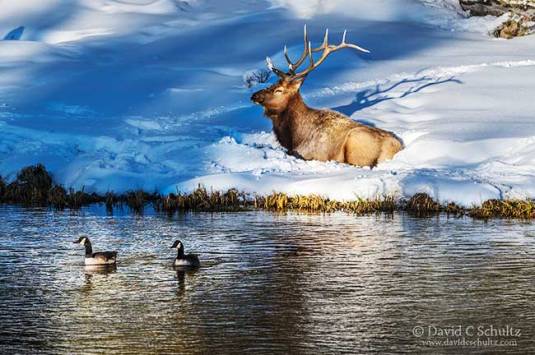 bull-elk-yellowstone-161-6640