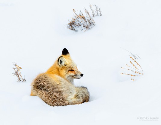 red-fox-yellowstone-161-9006-1