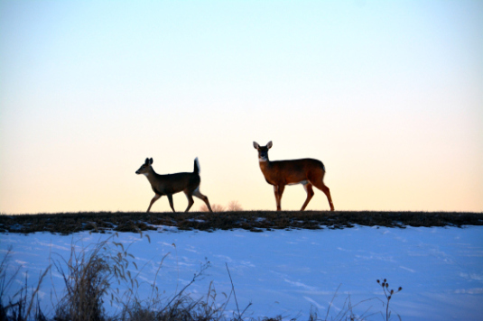 Up the page hides the background