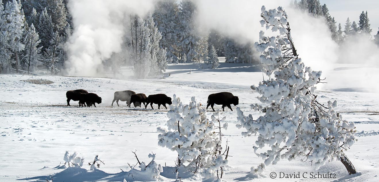 winter-yellowstone-national-park-bison-161-2201