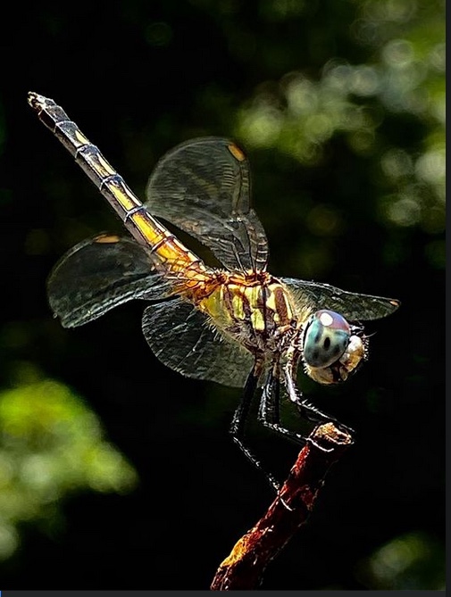 dragon fly