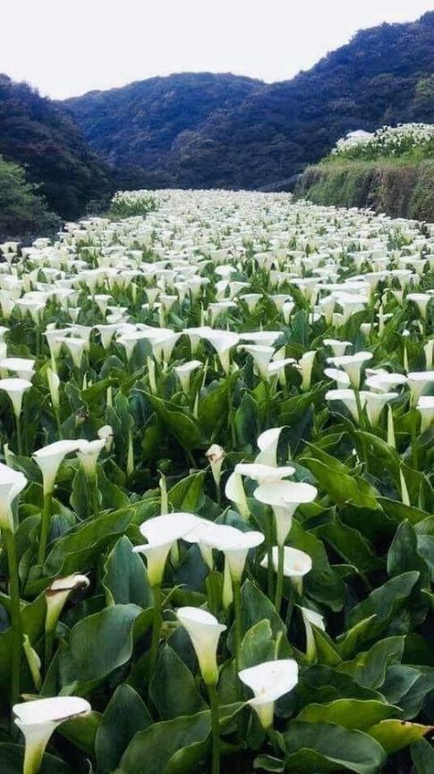 161655117_1864497550366751_1018726947353688584_n