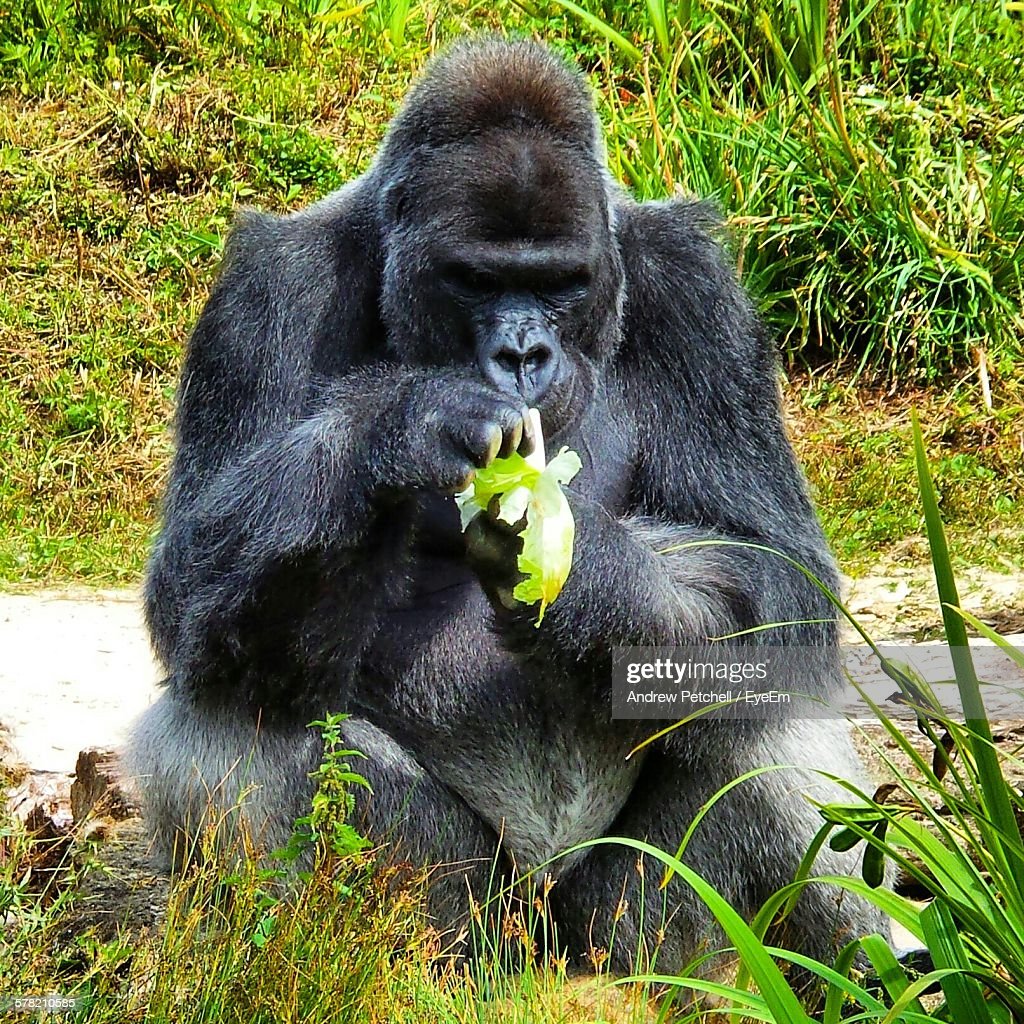 gorilla-eating-banana-picture-id578210585