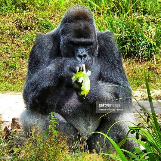 gorilla-eating-banana-picture-id578210585