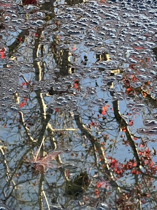 329218081_1852019168490689_7457540553591136639_n