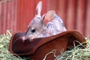 australia-easter-bilby