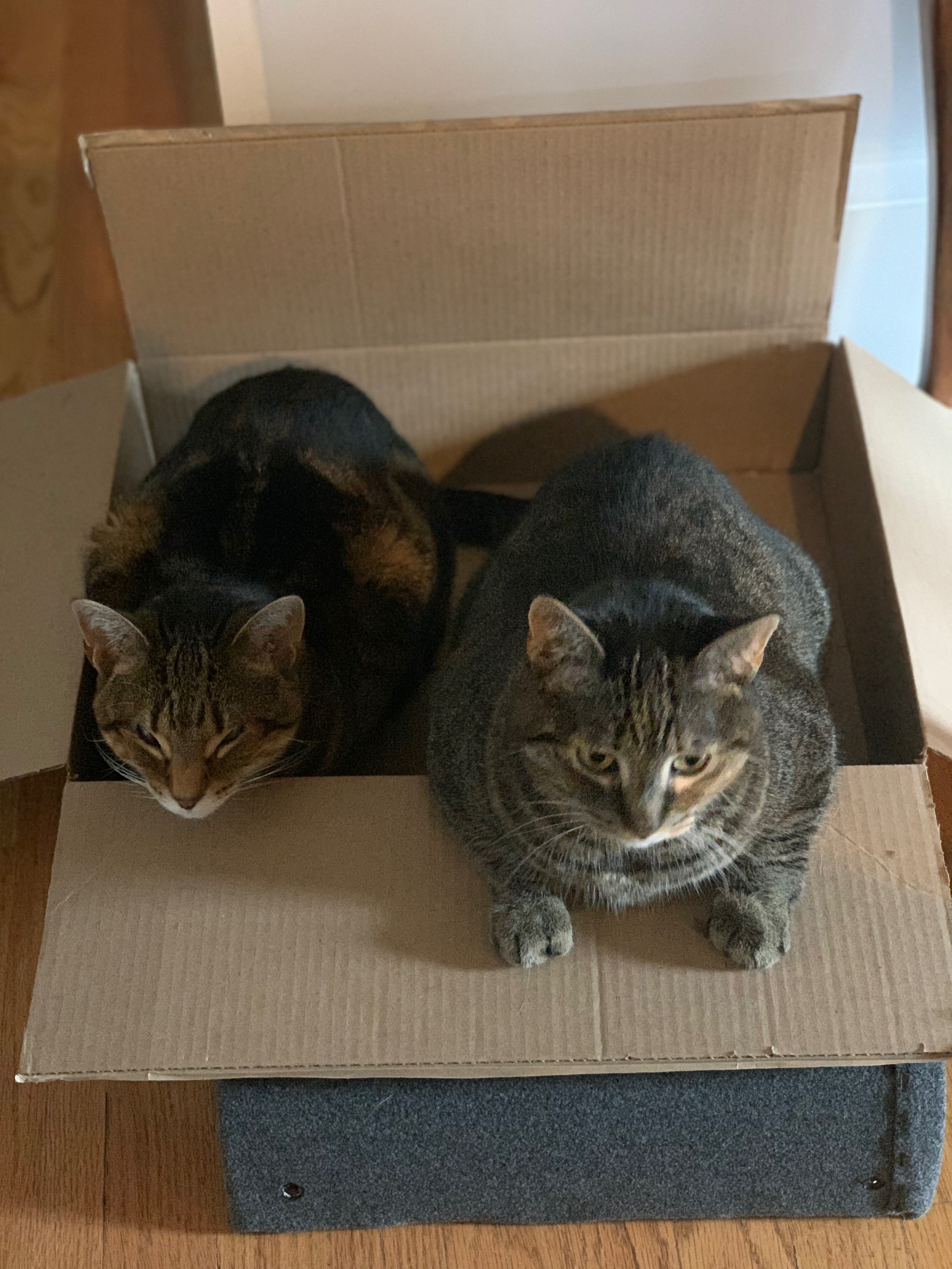 71932790019__5702B0BB-80C4-42A6-B8DD-3C0253CB97CA.fullsizerender